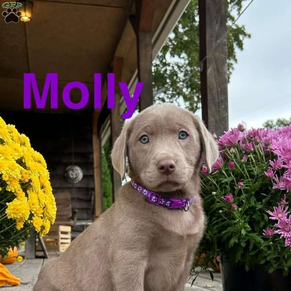 Molly, Silver Labrador Retriever Puppy